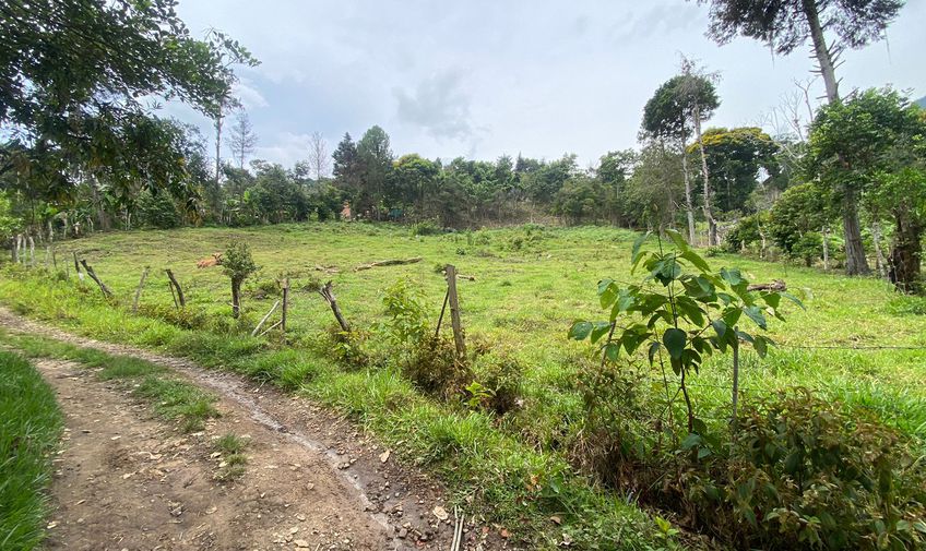 Lote, Bochalema, Código: 816